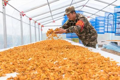 大興安嶺加格達(dá)奇林業(yè)局拓寬林區(qū)職工增收路，林業(yè)產(chǎn)品銷售助力綠色轉(zhuǎn)型